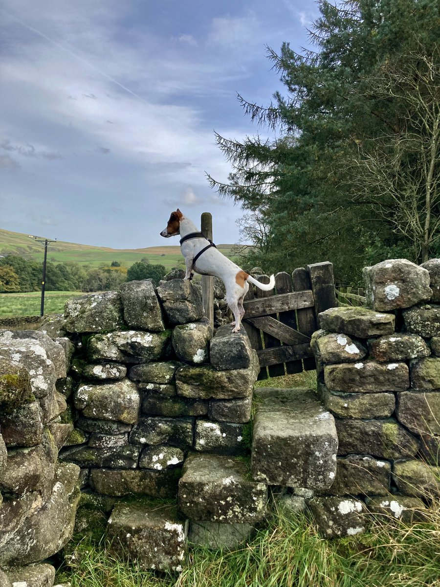 Some of the stiles in the North of England don't do much for accessibility, but they are little treasures.