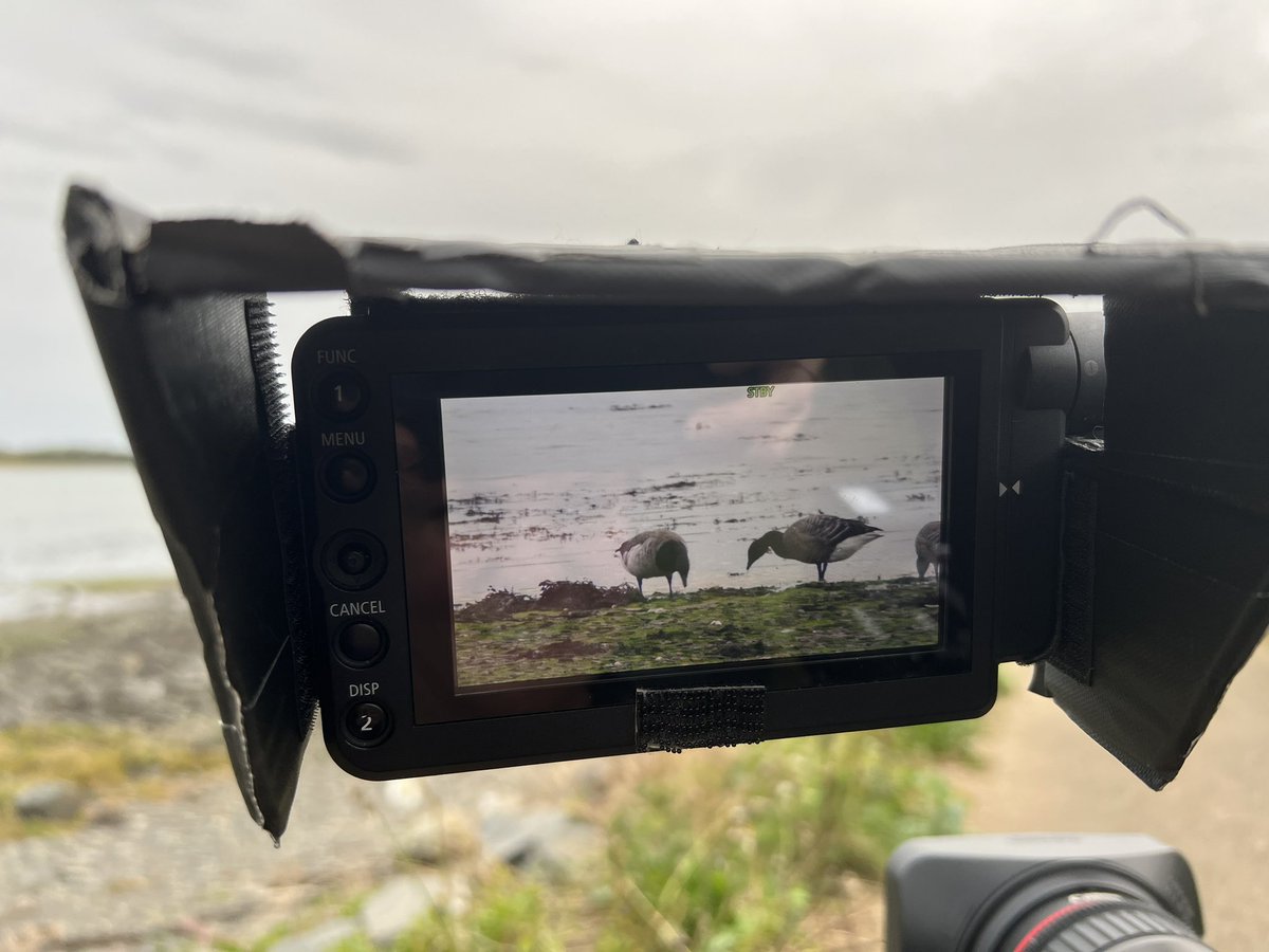 At Castle Espie for the Brent day celebrating the return of these incredible birds who I feel are my little pals now. Filming for RTE junior and Screen Ireland @ezfilmsireland