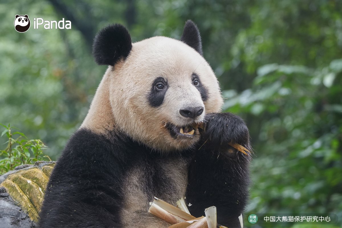 Recently, giant panda Xiang Xiang made her public debut after returning to China at the Bifengxia Base of CCRCGP. 

#CCRCGP #PandaPic #PandaNews
#FriendshipMessenger #ReturnOfPandas