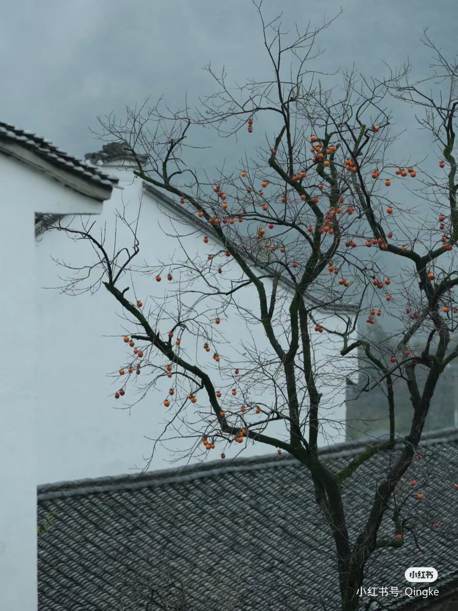 Cold Dew is the 17th solar term in 24 and the fifth solar term in autumn. Douzhiwu; the sun reaches the longitude of 195 degrees; the annual festival is held on October 7-9 of the Gregorian calendar. 
#寒露 #ColdDew #hanlu #24solarterms #24절기 #二十四節気 #Chineseculture #🇨🇳