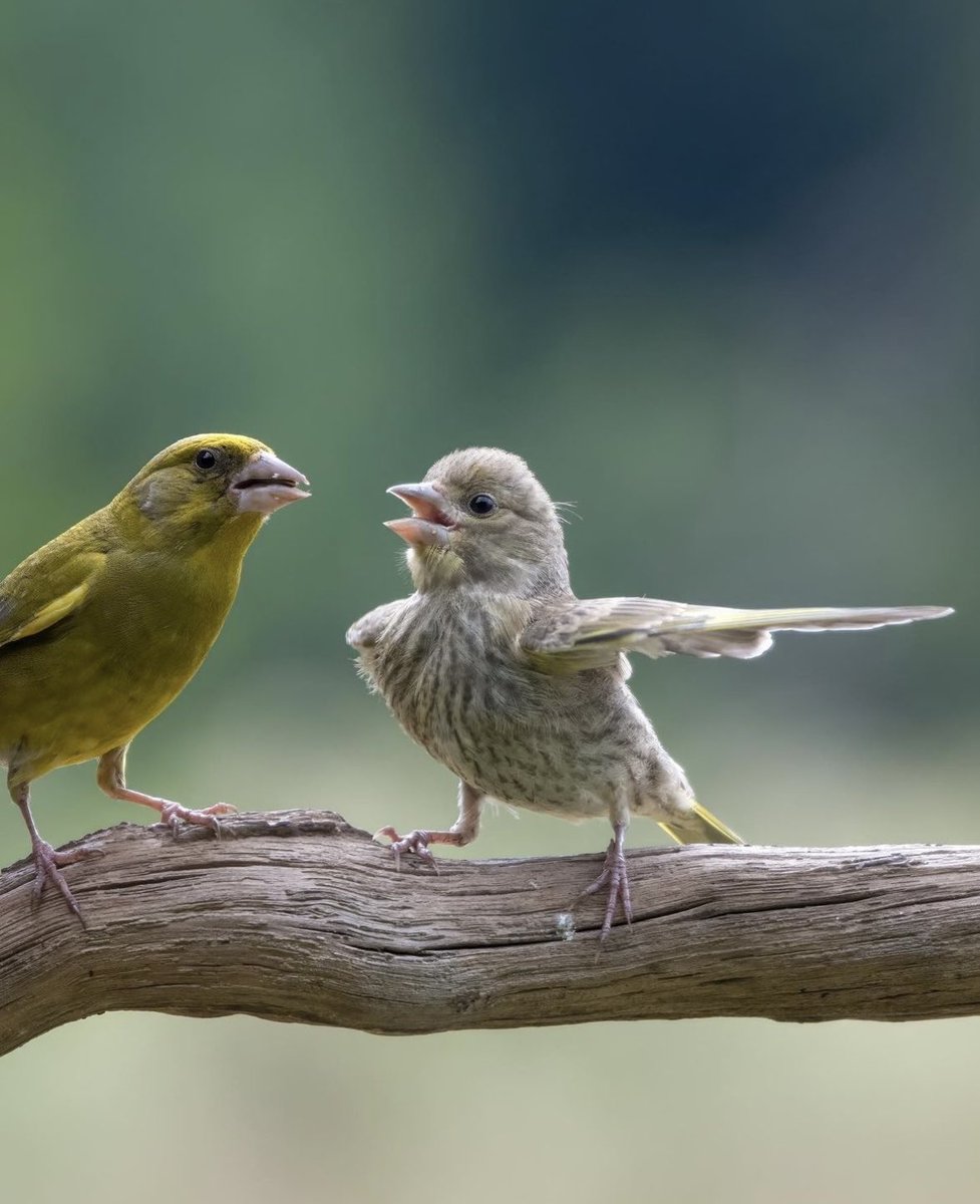 ruth_assumani's tweet photo. I couldn't have thought that birds also experience the same problems as humans.😂😂😂 #Memes #100thingsaboutme #10yearsofonedirection https://t.co/R81botfm2y
