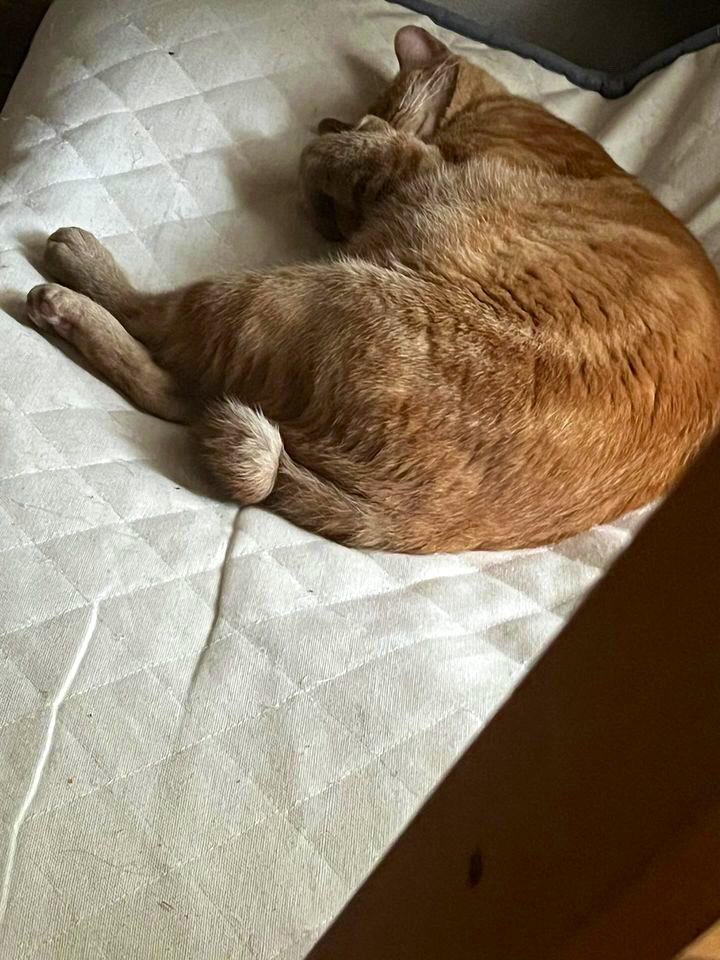 hakodate119's tweet photo. 【迷子猫情報】

《飼い主様より》
猫が家から出てしまってそれきり帰ってきません。いなくなったのは5日前で行方不明になってしまったので見つけたら連絡お願いします🙇拡散もしてくれると嬉しいです。場所は北海道函館市昭和4丁目付近です。特徴は黄色い鈴に尻尾が曲がっています。
#猫脱走
#茶トラ
#猫好きさんと繋がりたい
#茶トラ