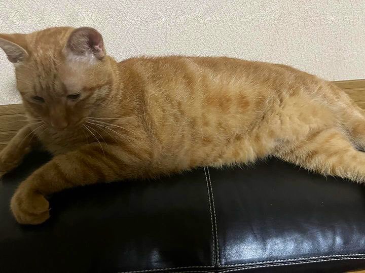 hakodate119's tweet photo. 【迷子猫情報】

《飼い主様より》
猫が家から出てしまってそれきり帰ってきません。いなくなったのは5日前で行方不明になってしまったので見つけたら連絡お願いします🙇拡散もしてくれると嬉しいです。場所は北海道函館市昭和4丁目付近です。特徴は黄色い鈴に尻尾が曲がっています。
#猫脱走
#茶トラ
#猫好きさんと繋がりたい
#茶トラ