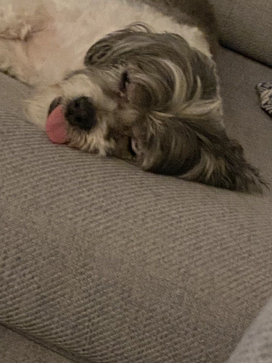 tweetjane44's tweet photo. @rickygervais My darling is pretty chilled
❤️ https://t.co/xK77c2fVTG