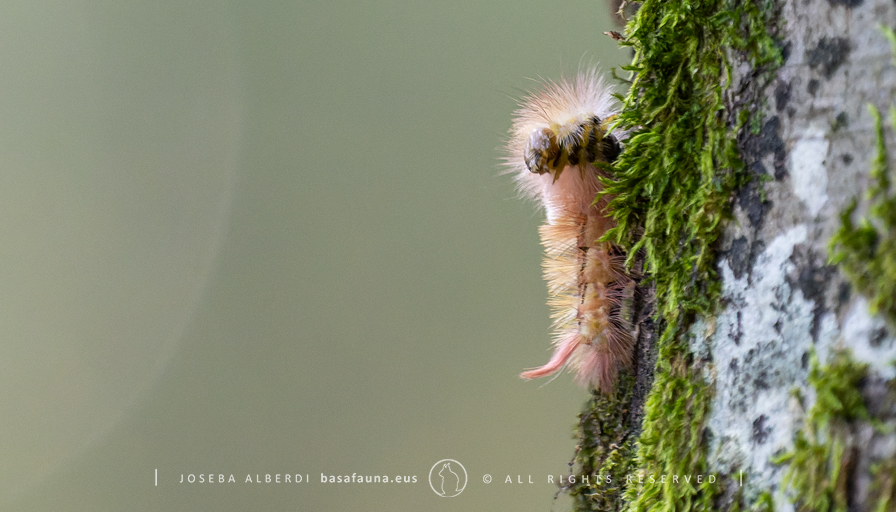 basafauna's tweet photo. Gaur basoan Calliteara pudibunda sitsaren beldarra aurkitu det. Beti ikasten.
#callitearapudibunda #beldar #Urkiola #basafauna #Euskalherria #Paysbasque #Lepidoptera https://t.co/zv2CAUvYHM