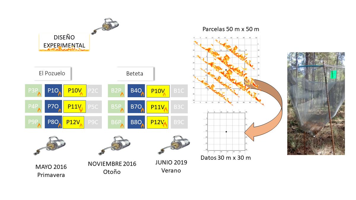 Fuego_lab's tweet photo. @JuncalJun En primer lugar debemos poner en valor que este dispositivo experimental de seguimiento de desfronde después de #Rxfires es único en el mundo, al menos que sepamos en ecosistemas de coníferas https://t.co/pkxweKvF2Y