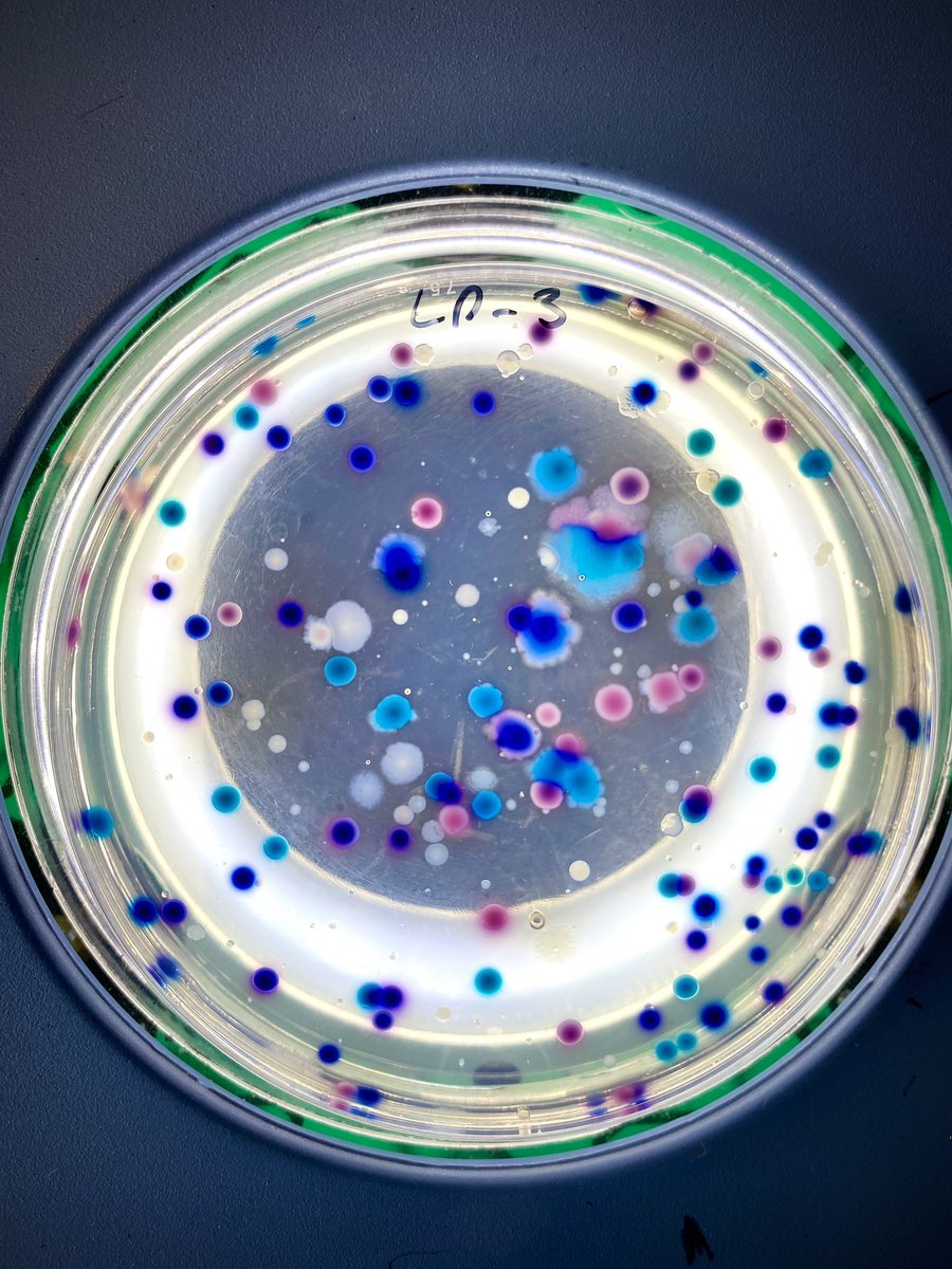 Dr Emily Stevenson tweet media