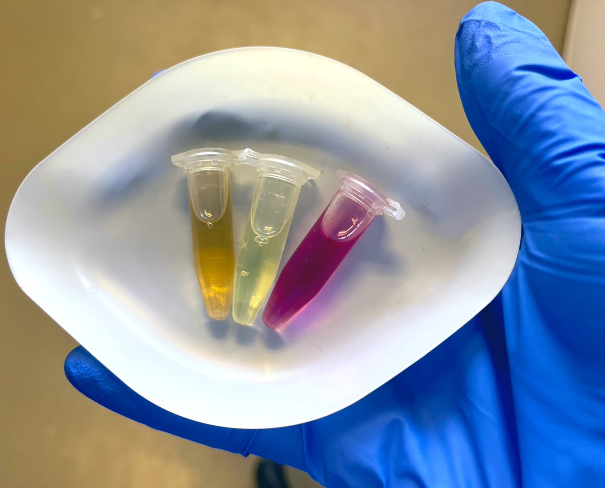 Dr Emily Stevenson tweet media