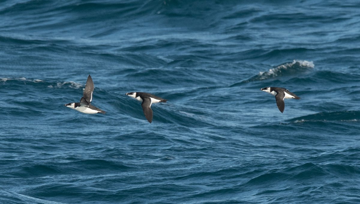 MARINElife Survey Report - DFDS: Dover-Dunkirk 23rd September 2023 Carol Farmer-Wright and Andy Farmer-Wright, Research Surveyors for MARINElife (Registered Charity No. 1110884; Registered Company No. 5057367) marine-life.org.uk/post/dover-dun… 📸 Razorbill (Peter Howlett - library)