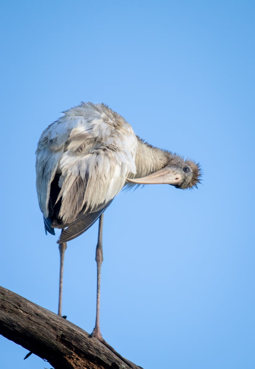 carolcoxphotos's tweet photo. Young Wood Stork #woodstorks https://t.co/DJ6iqnzWsM