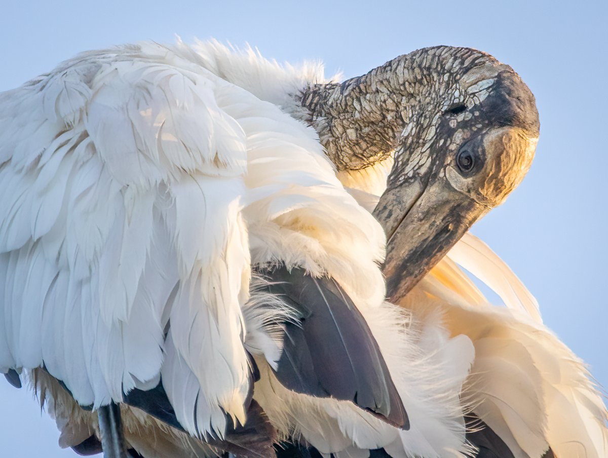 carolcoxphotos's tweet photo. Wood Sork preening #woodstorks https://t.co/4iSVvToEUh