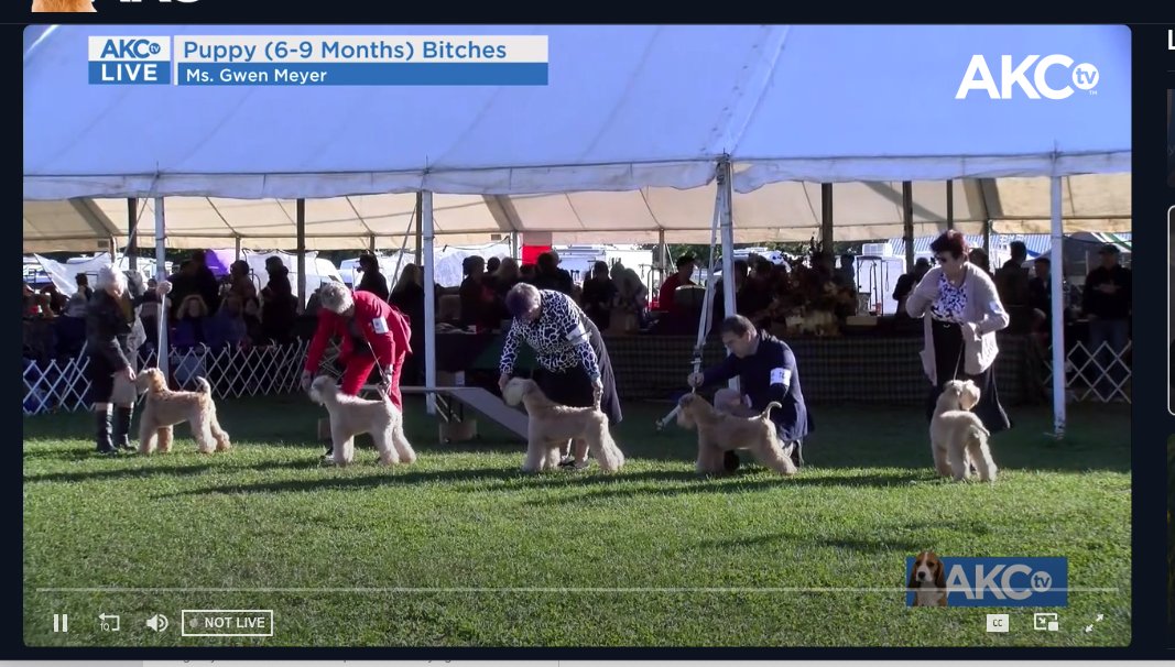 scwtca's tweet image. Watch live at akc.tv