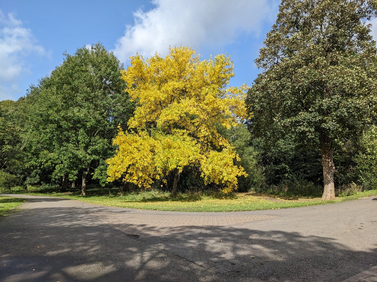 Green Ash tree (Fraxinus pennsylvanica) in #Bute Park.
cardiffparks.org.uk/trees/bute/fra…
#CardiffParks