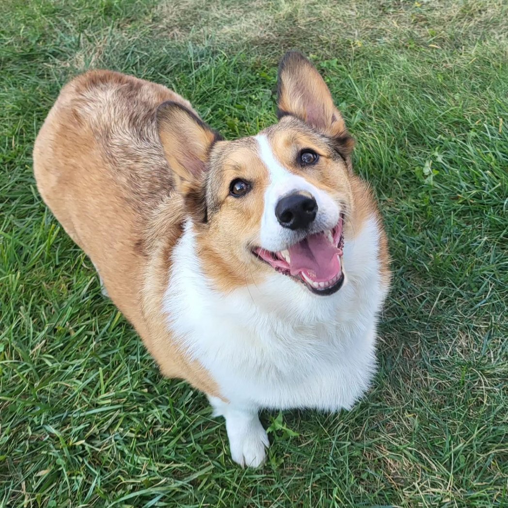 CorgiDuncan's tweet image. I&apos;m happy when I get to play fetch. Now throw the toy! #CorgiCrew #Corgi