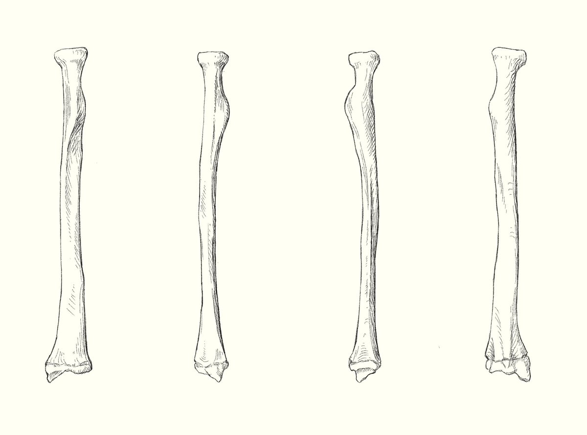 講座を振り返りながら橈骨のペンスケッチ練

骨を３～４分割、クランク型を意識しながら。模型を触りながら影の入れ方を考えられるから、線を引く時の迷いが前より少なくなった。
#KATOアナトミー