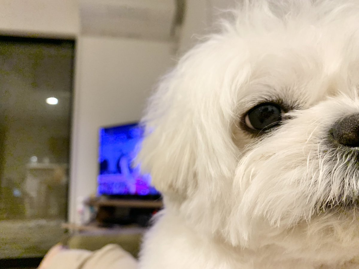 wamuuhm's tweet photo. ｢またバレー見とるんか｣って言ってます 飼い主の腹の上で https://t.co/OWAL9z5Nm5