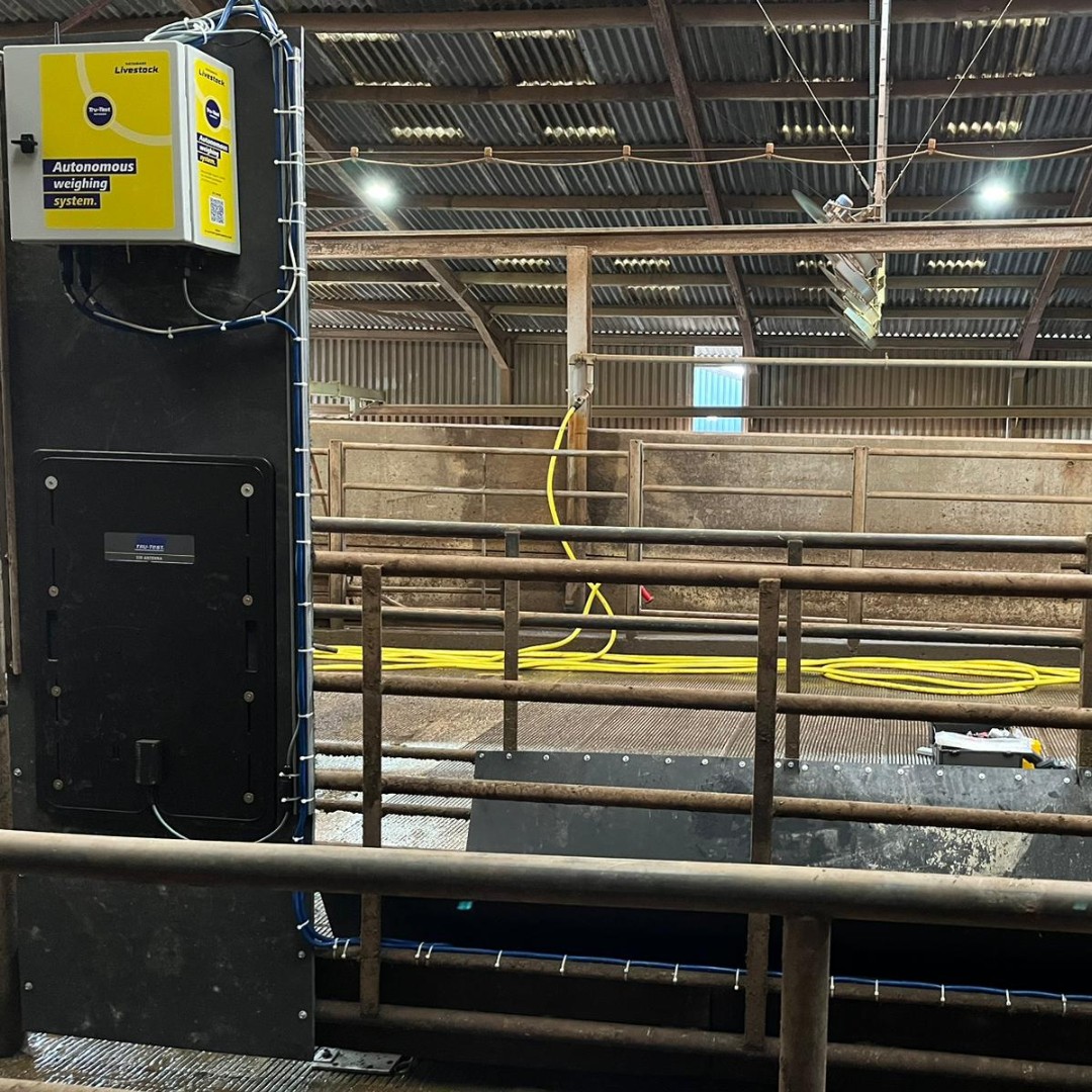 Datamars Livestock UK tweet media