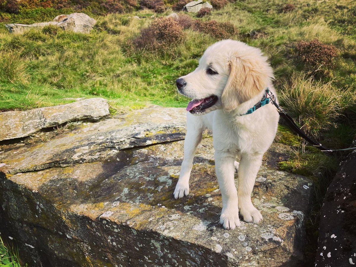 david coldwell tweet media