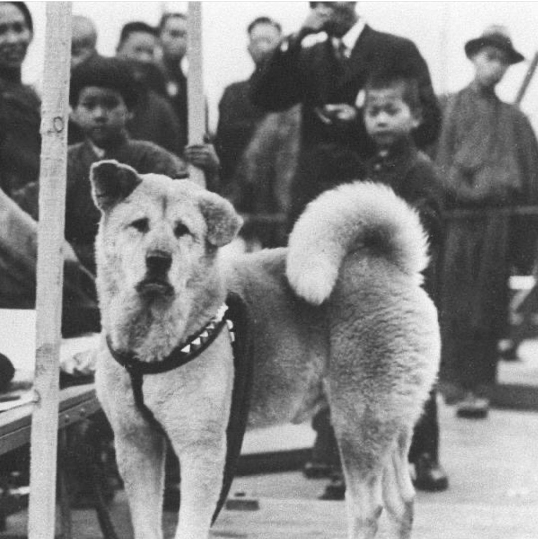 RelatocuriosoK's tweet photo. HACHIKŌ

Hachikō pertenecía al profesor Eizaburo Ueno, quien vivió en Shibuya y enseñó en la Universidad Imperial de Tokio a principios de la década de 1920.

Todos los días, Ueno caminaba a la estación de Shibuya con Hachikō y tomaba el tren para ir a trabajar. Una vez que hubiera terminado el día, tomaría el tren de regreso y regresaría a la estación exactamente a las 3 PM. Hachikō siempre estaría allí esperando pacientemente para acompañar al profesor a casa.

Un día, Ueno sufrió una hemorragia cerebral mientras daba una conferencia y murió. Durante los siguientes 9 años, Hachikō iba a la estación y esperaba a su dueño. Hizo esto todos los días hasta su muerte en 1935. La última foto es la última tomada a Hachikō, rodeado de la familia de su dueño. Hachikō fue enterrado junto a Ueno en el cementerio de Aoyama en Tokio, Japón.

En 1934, un año antes de su muerte, se colocó una estatua de bronce de Hachikō frente a la estación de Shibuya. Hoy es un lugar de encuentro muy popular.