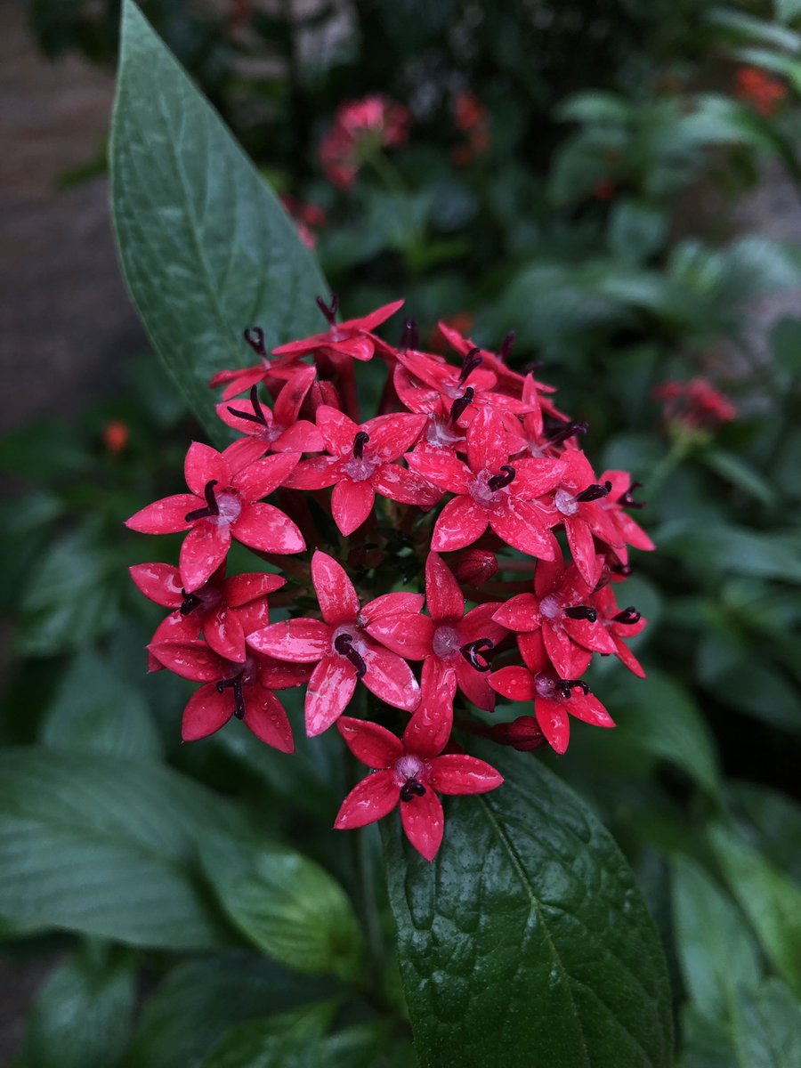 Bom dia! 🌧️ 

O Parque das Aves abre normalmente dia de chuva?
Sim ou não sabia disso ainda?