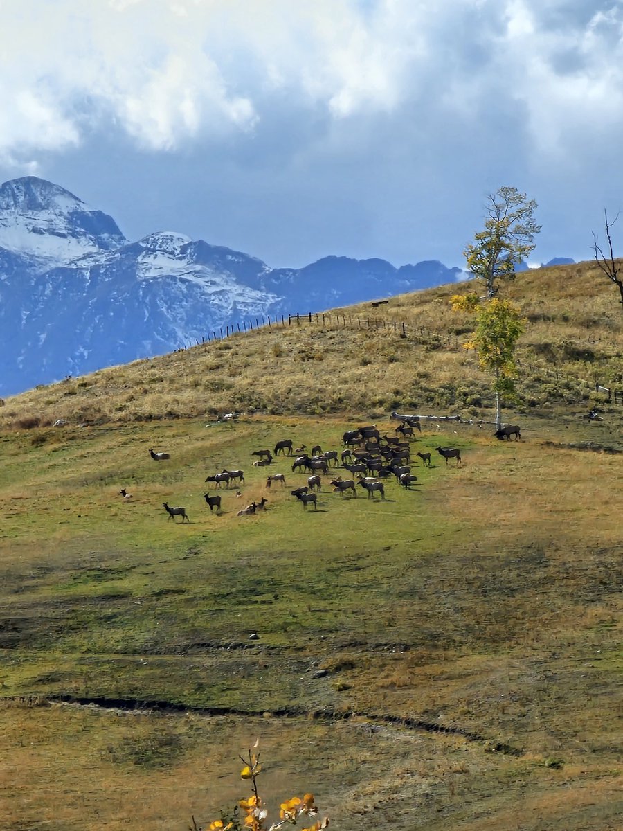 Telluride in the fall is a dream!
<a href="/VisitTelluride/">Visit Telluride</a> #telluride #autumn #fall #allthecolors #justadream
