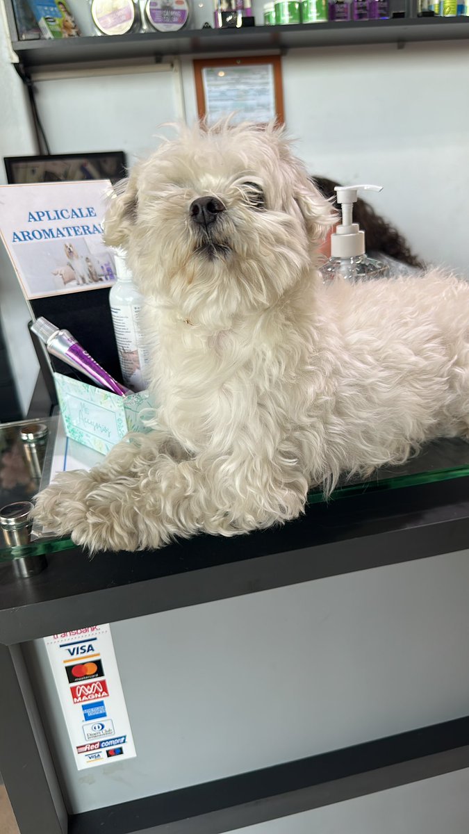 KARENBEJARANOTV's tweet photo. Gracias a todos!! Tenía chip y encontré a los dueños.😌♥️
Ellos no estaban en su casa y al parecer se habría escapado por la logia 😭🫣
-Me preguntaron, ¿cuánto te debo?
- Y respondí… A mi, nada! pero al perrito le deben un collar con su nombre, un teléfono y dirección, para que si se llega a salir de nuevo, los puedan ubicar más fácilmente 😌