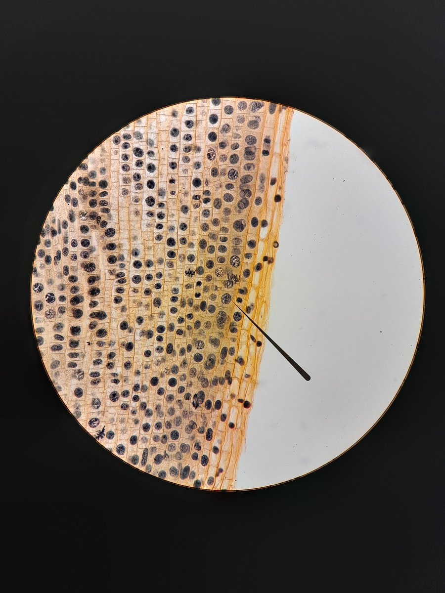 Ready for the practicals? Unravelling the beauty of cell cycle at <a href="/AngliaRuskin/">ARU</a> #Cambridge #DevBioGen #Tri1 #Mitosis