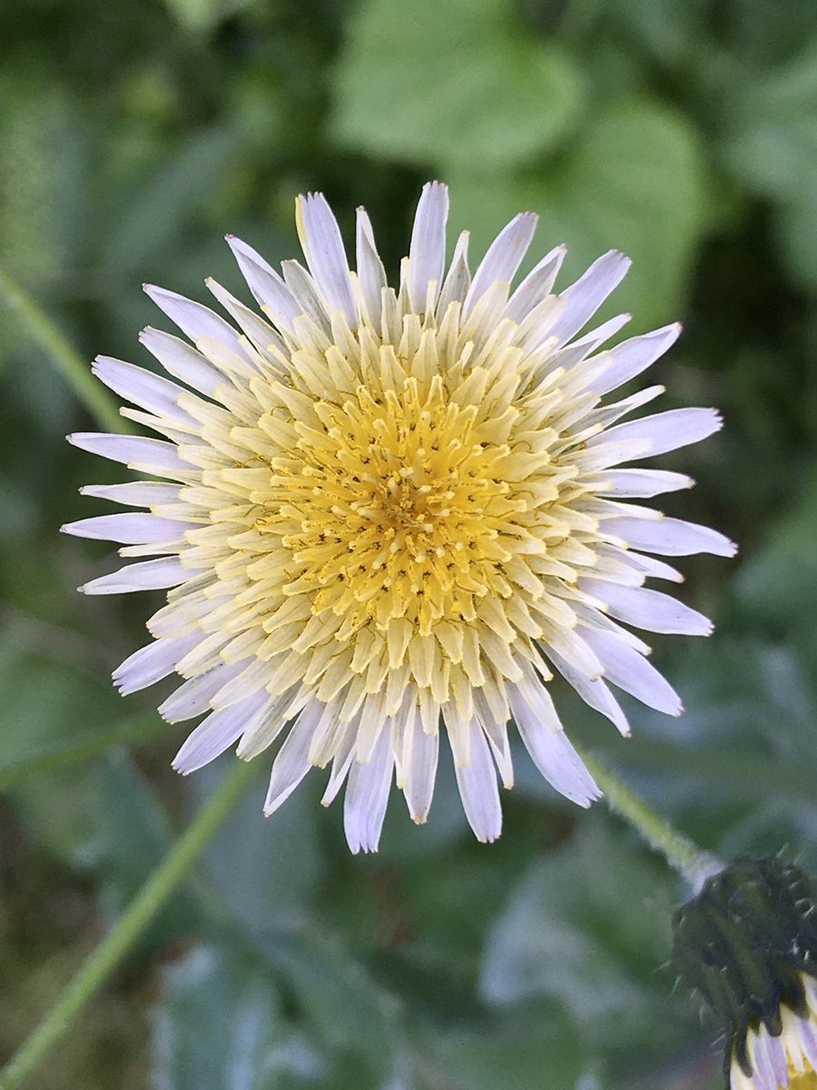 FloralRainbowAW's tweet photo. “When I consider every thing that grows
Holds in perfection but a little moment,
That this huge stage presenteth naught but shows” #Sonnet15 #ShakespeareSunday
Sow thistle ☺️ https://t.co/oeuF5uTiNG