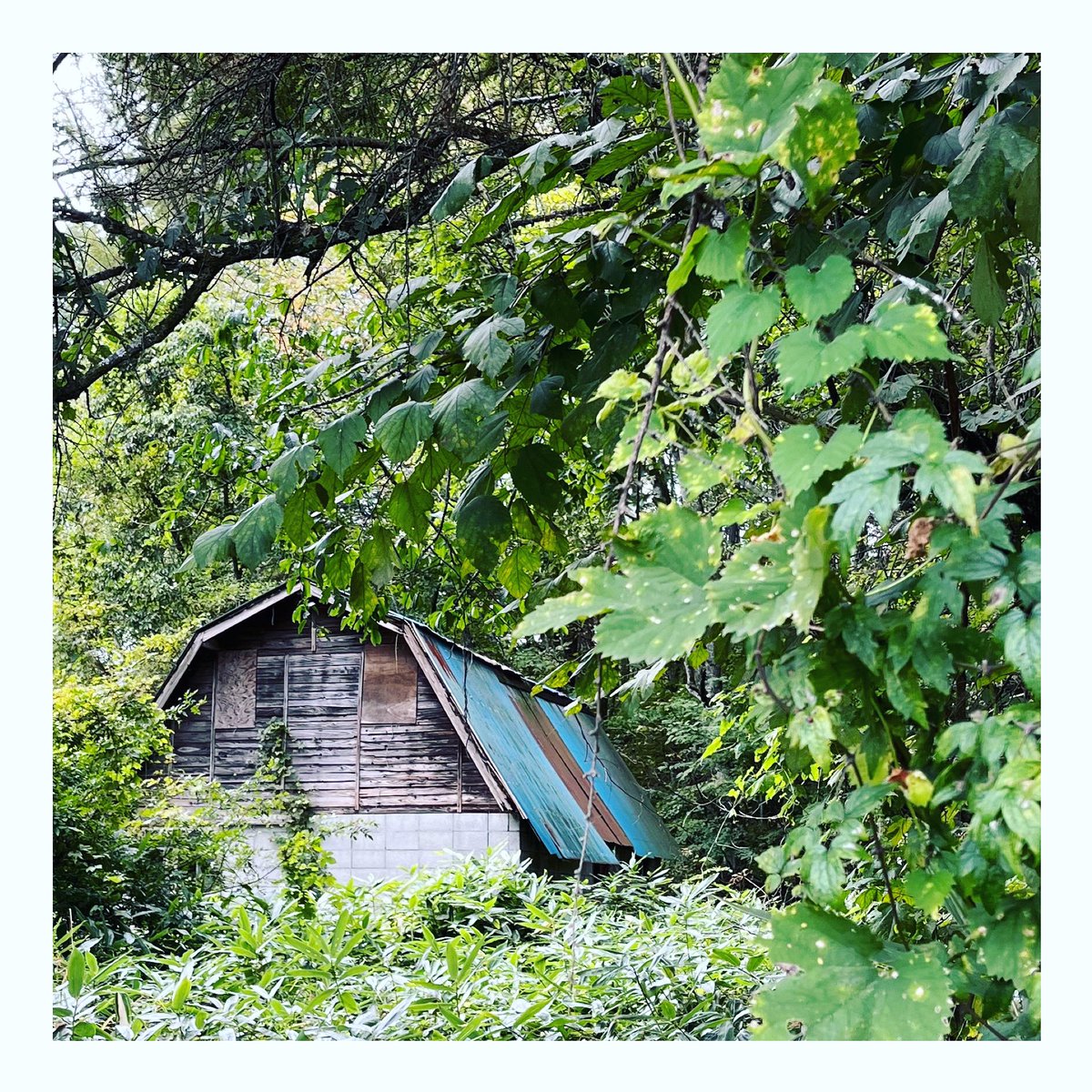 mugikoya's tweet photo. 開拓地としての浅間高原の風景を象徴するマンサード屋根の小屋や納屋。この佇まいがなんともいえず好きなのです。でもこれも、もう数年もしたら消えてなくなってしまうかもしれない。見つけたら、少しずつ記録していこうと思います。

asama-highland barns file no.01

https://t.co/T42nWVJ31w https://t.co/mEym1R4kaB