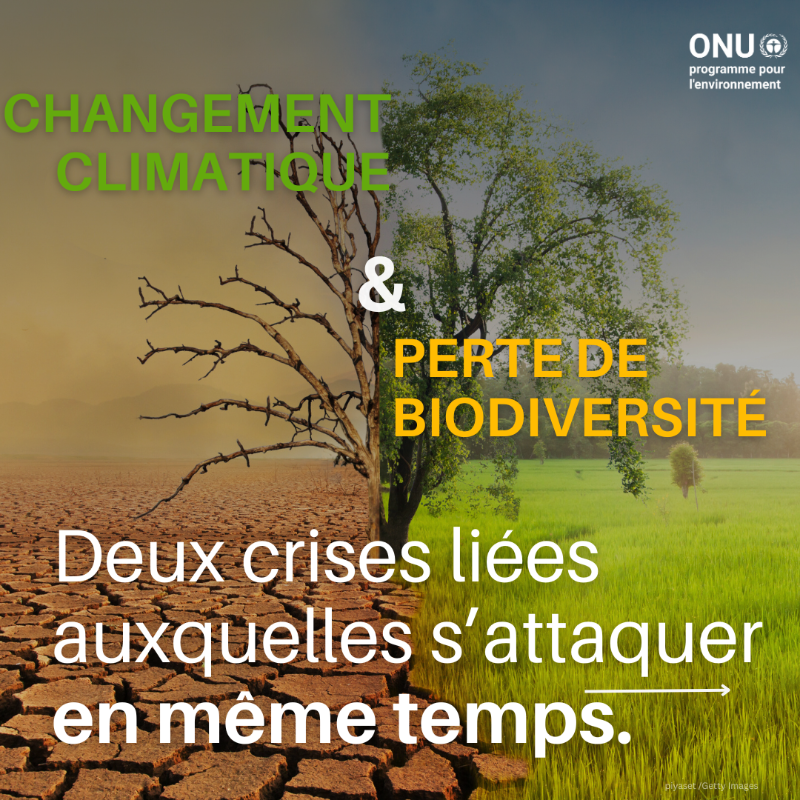 UNEP_Francais's tweet photo. Le changement climatique et la perte de biodiversité sont deux crises liées auxquelles il convient de s'attaquer en même temps.
La conservation, la gestion et la restauration des écosystèmes sont la clé du succès #PourLaNature.