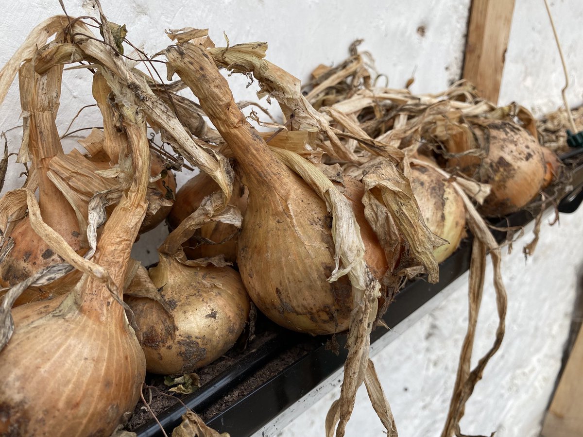 Aggi Uggi tweet media