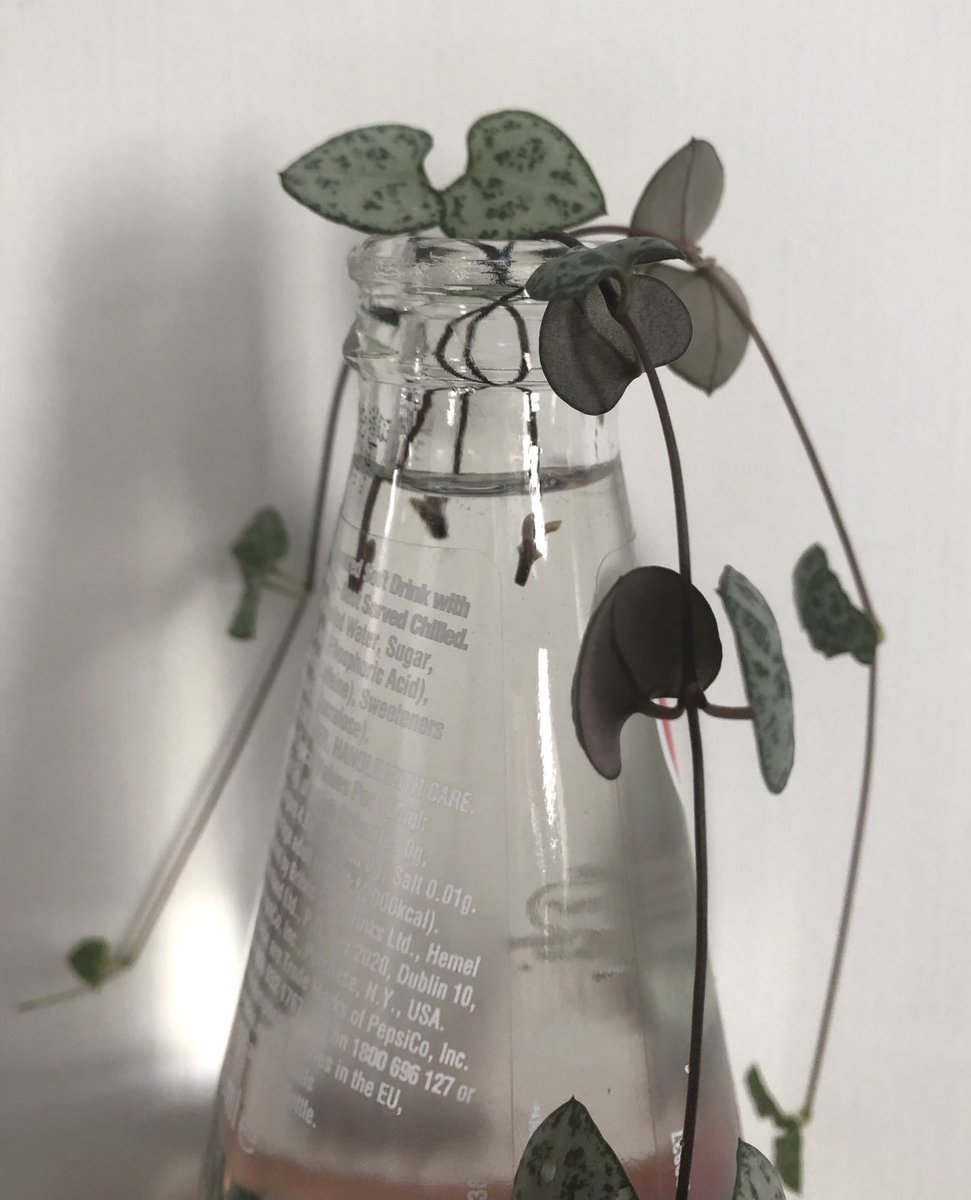 BubblyNas's tweet photo. Trying this for the first time
#Ceropegia #StringOfHearts #FreePlants https://t.co/BwBmSTzKup
