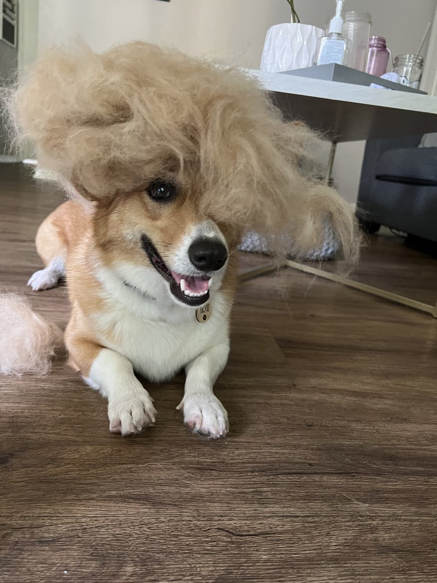 corgisworld0's tweet photo. New Haer Style 😄🐶
#Corgi #CorgiCrew #corgilover #pet https://t.co/YgdIsXmXrw