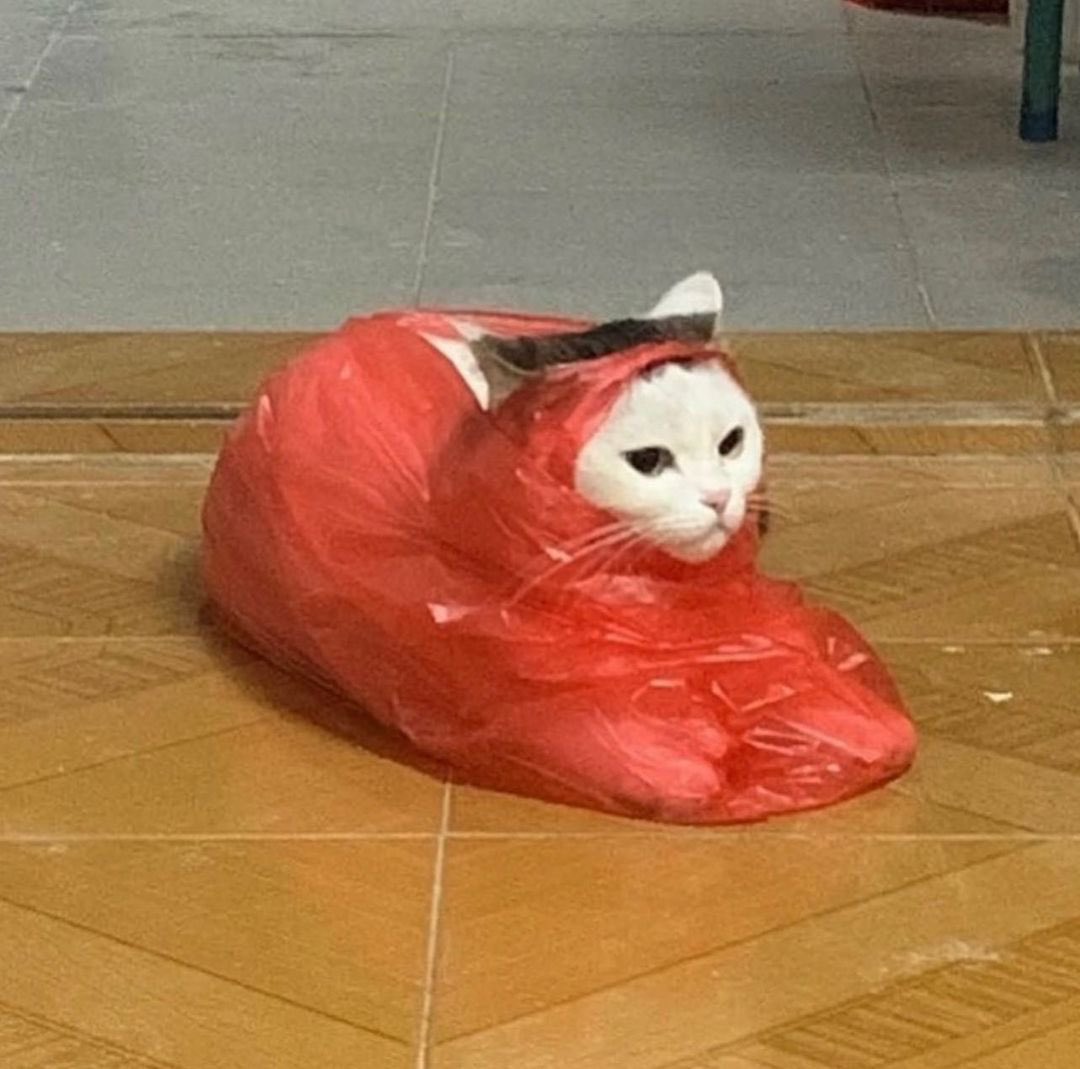 DontShowYourCat's tweet photo. biohazard contained https://t.co/5XP0vIDtpG