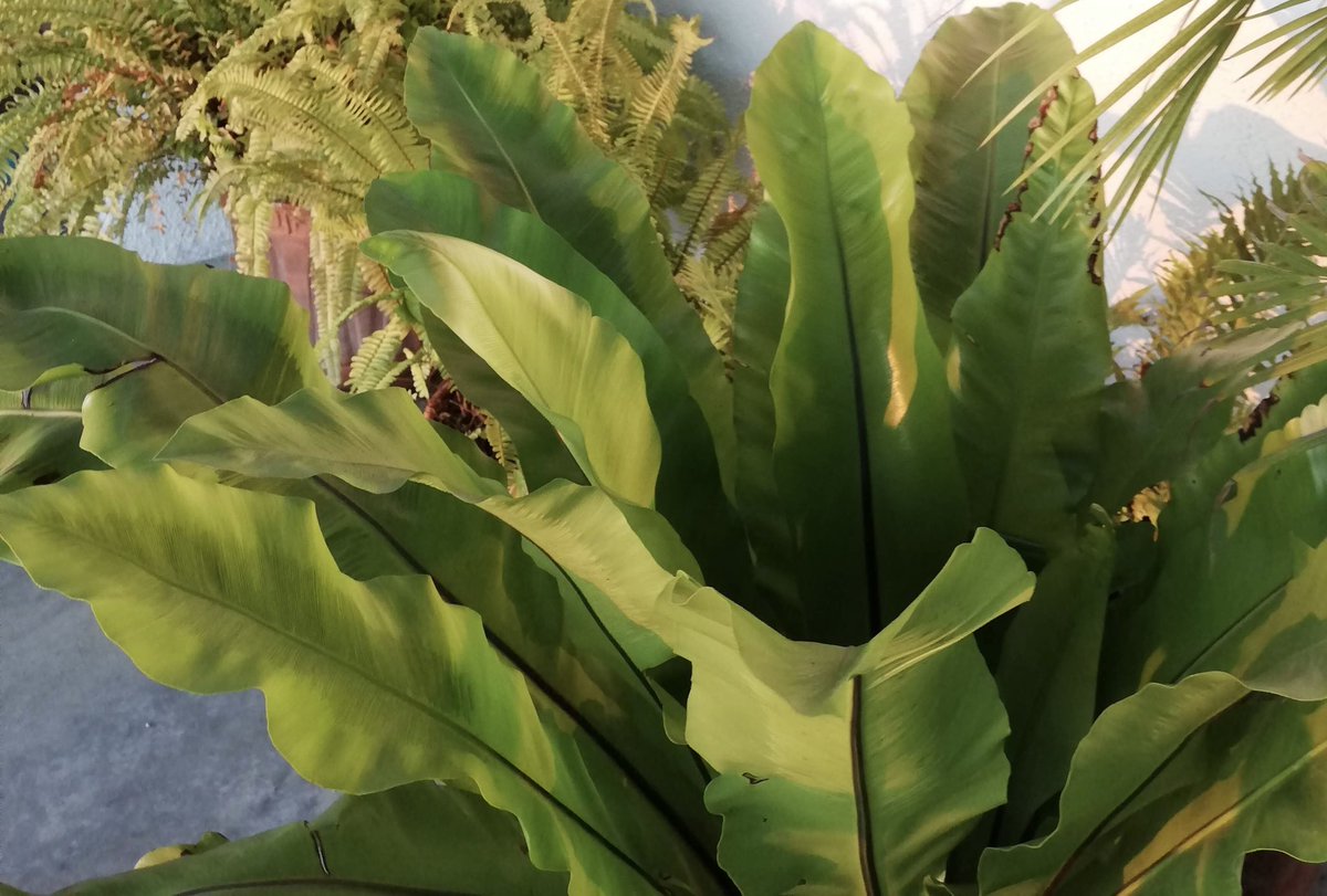 RtMeii's tweet photo. Hilo MUY visual del desarrollo de las esporas de un Asplenium que tenemos en casa. 
Elegí este helecho porque la recolección de las esporas es muy fácil y rápida.

👇🏼👇🏼👇🏼 https://t.co/bOBkIYsA7b