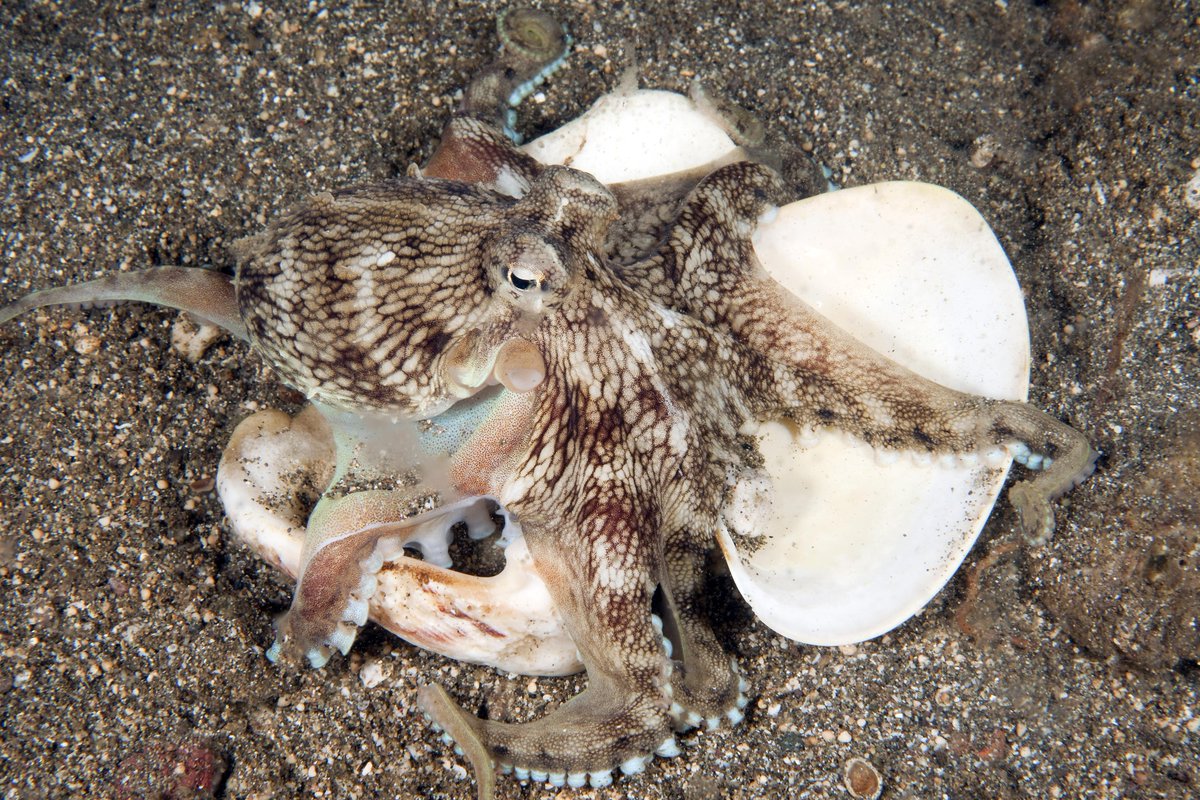 It's #WorldOctopusDay! DYK: Octopuses, along with other cephalopods, are part of an exclusive group of creatures in the animal kingdom who can change color based on their activity or surroundings. 📷: Jeff Yonover