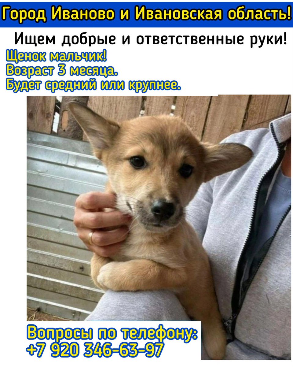 Малыш ищет добрые ручки.
Иваново, цфо, рф