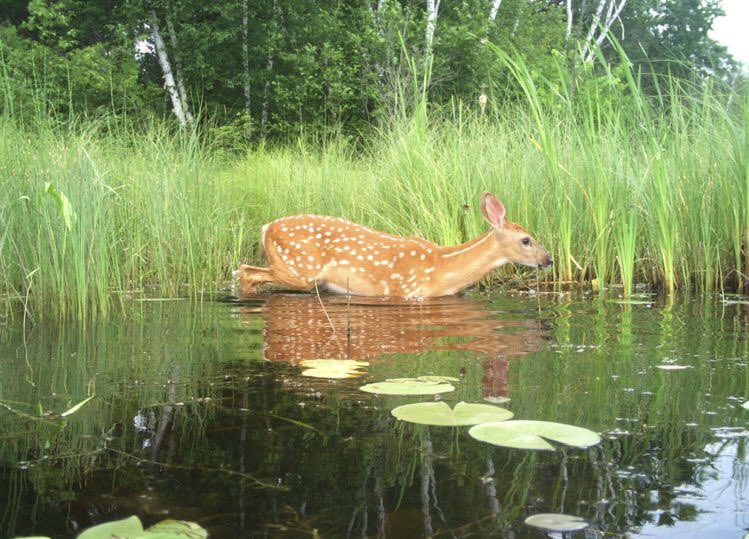 a little dive to cool off ☘️