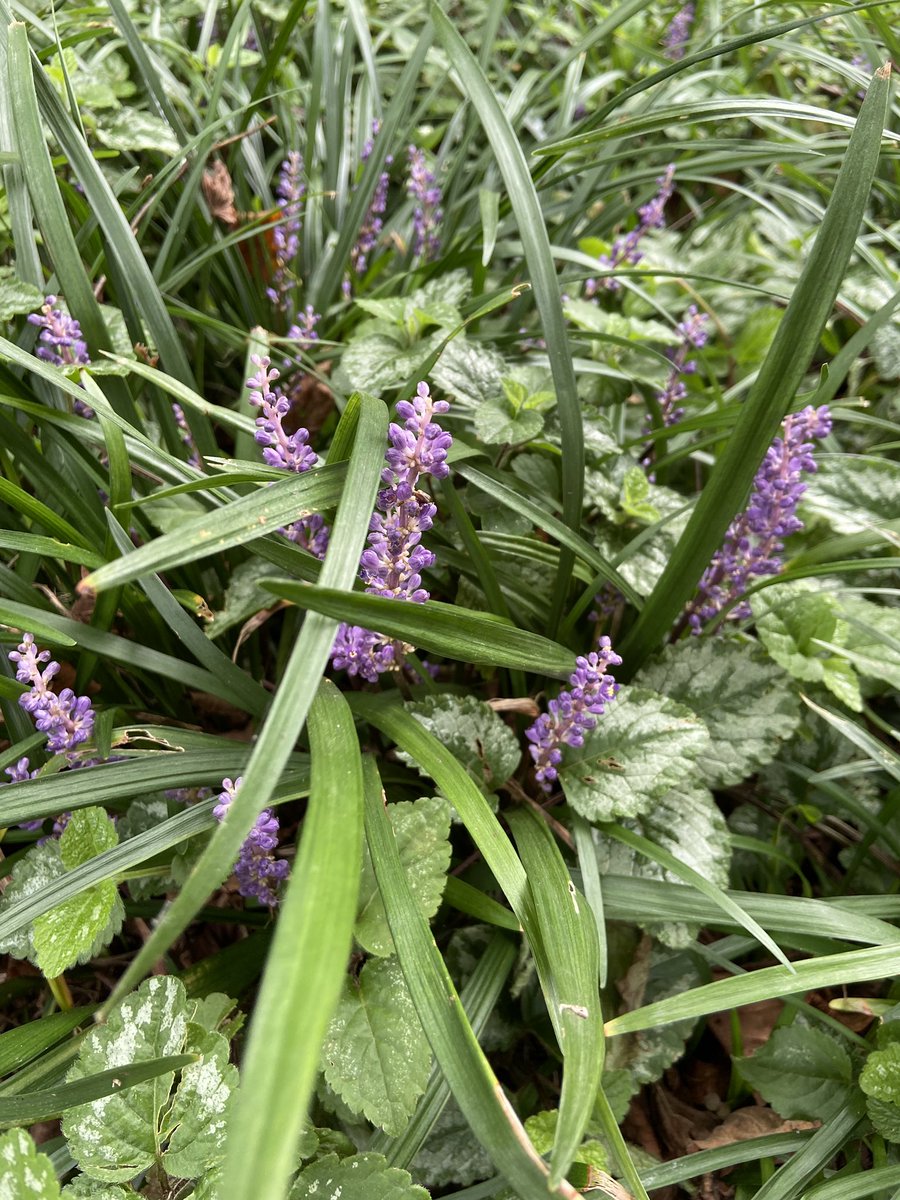 Great ground cover combo for dry shade- Liriope muscari and Lamium galeobdolon ….