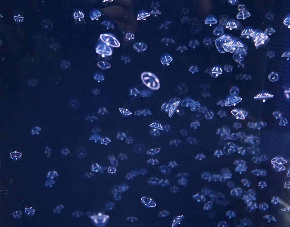 an ephyra bloom 🫧