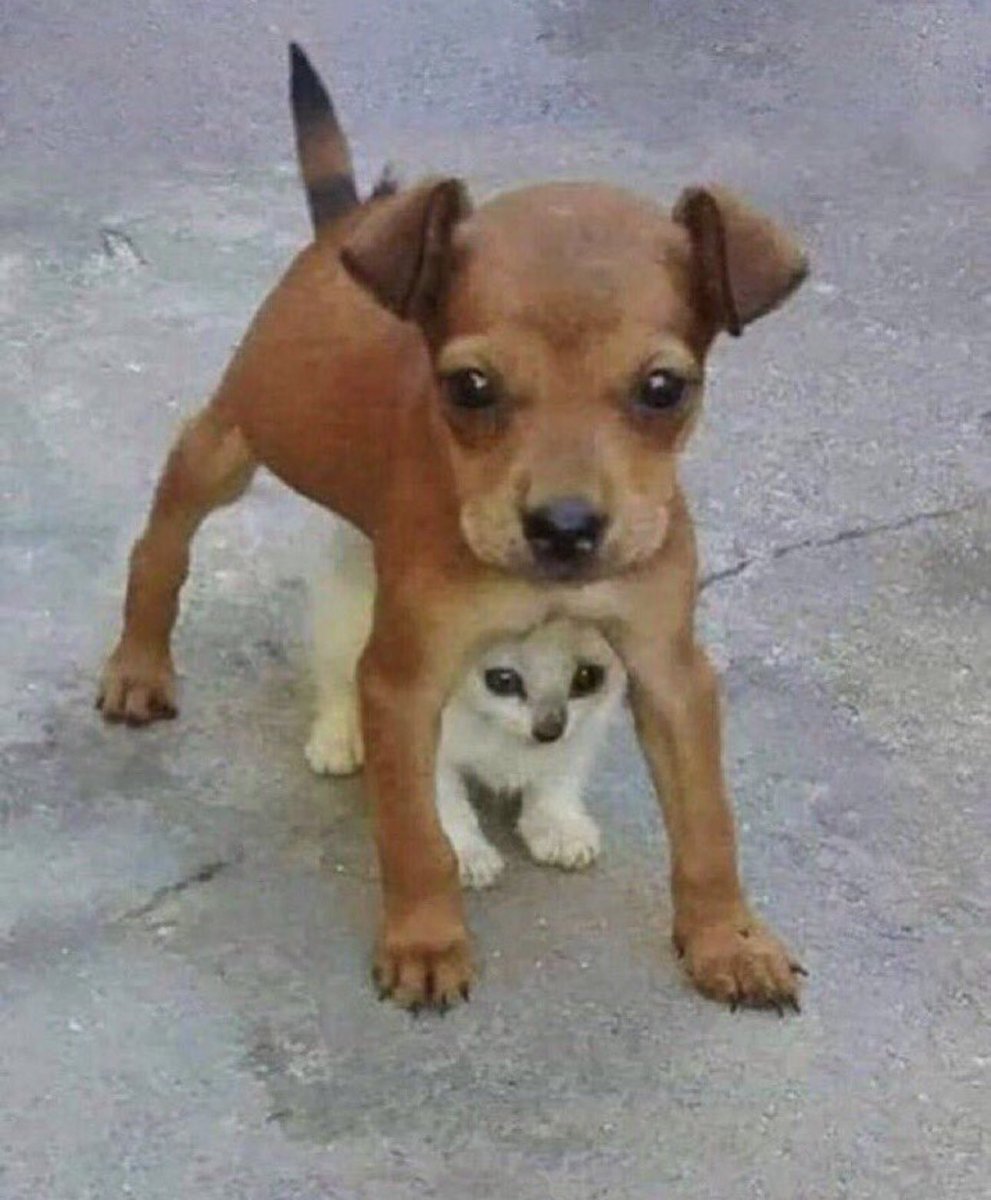 💖 (@twaniimals) on Twitter photo 