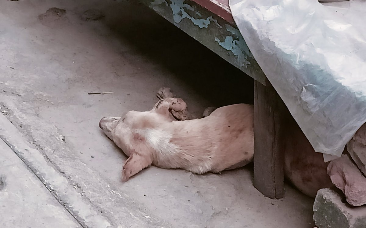 farmanpress's tweet image. #जंगली कुत्ते के #आतंक से क्षेत्र में दहशत का माहौल कितने छोटे-छोटे बच्चों को #जंगली कुत्ता कर चुका #लहूलुहान कृपया करके @nagarnigamknp  के अधिकारी इस खबर को गंभीरता से लेकर इस #जंगली #कुत्ते से दिलाए #निजात  
@DMKanpur   @mayorkanpur @myogiadityanath @smartcitykanpur