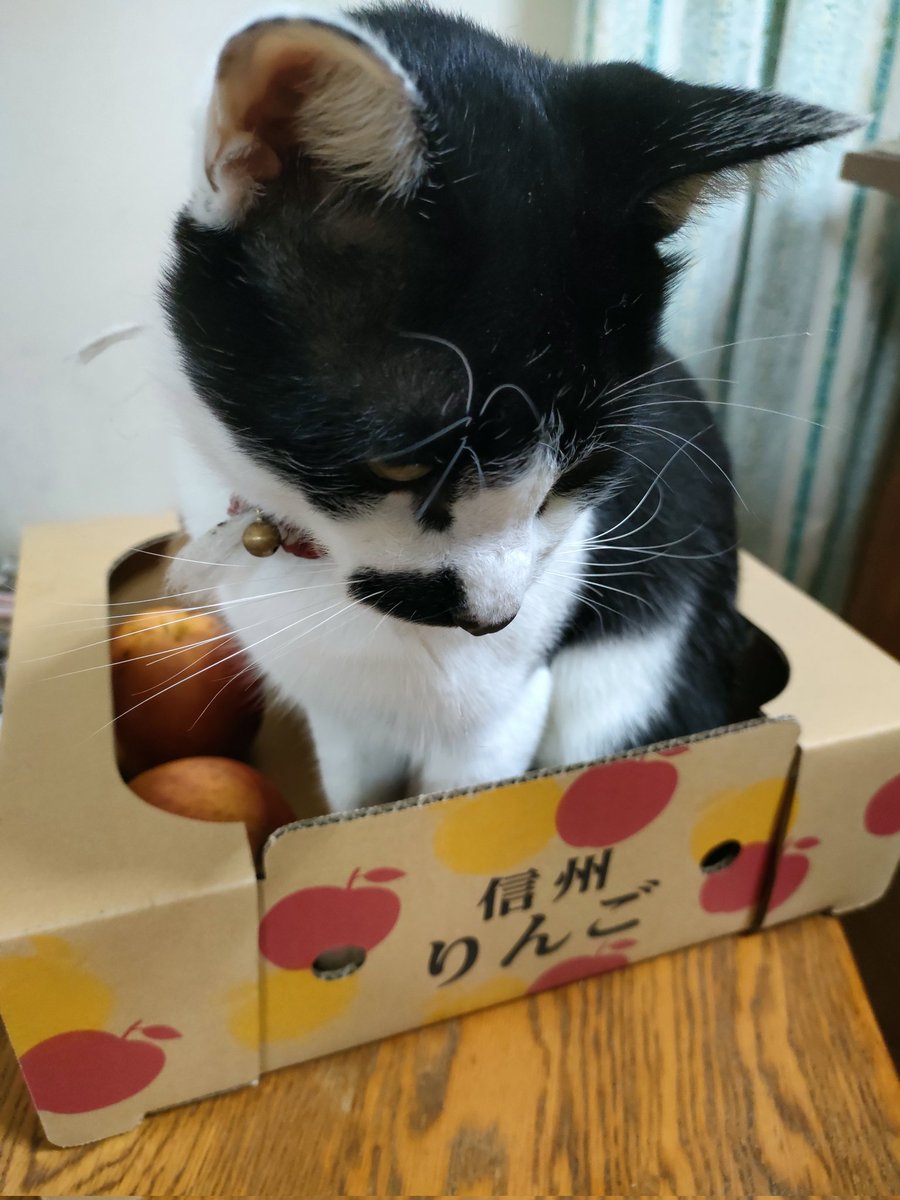 猫は箱が好きですよね🥰🍎