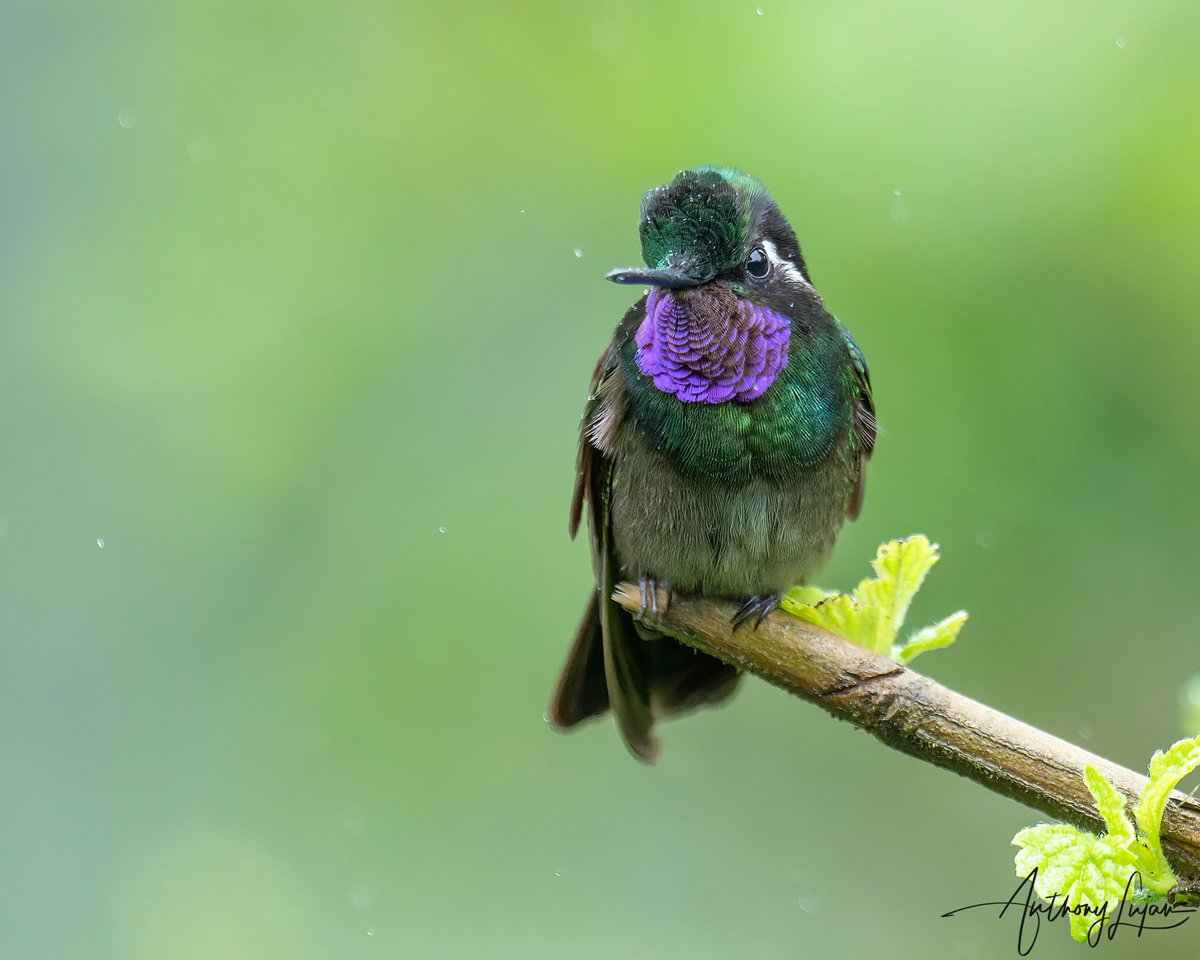 anthonylujan's tweet photo. I love this species 💜 do you?
Purple-throated Mountain-gem
Lampornis calolaemus
Status - Least Concern
Sony A1 - Sony 600mm
#ALhummingbirdperched
#PurplethroatedMountainGem #mountaingem #hummingbird #colibrí #beijaflor #picaflor #Trochilidae #hummingbirds #costarica #nature... https://t.co/ylYJ5gyorJ