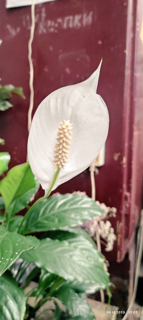 #Spathiphyllum wallis unexpectedly bloomed