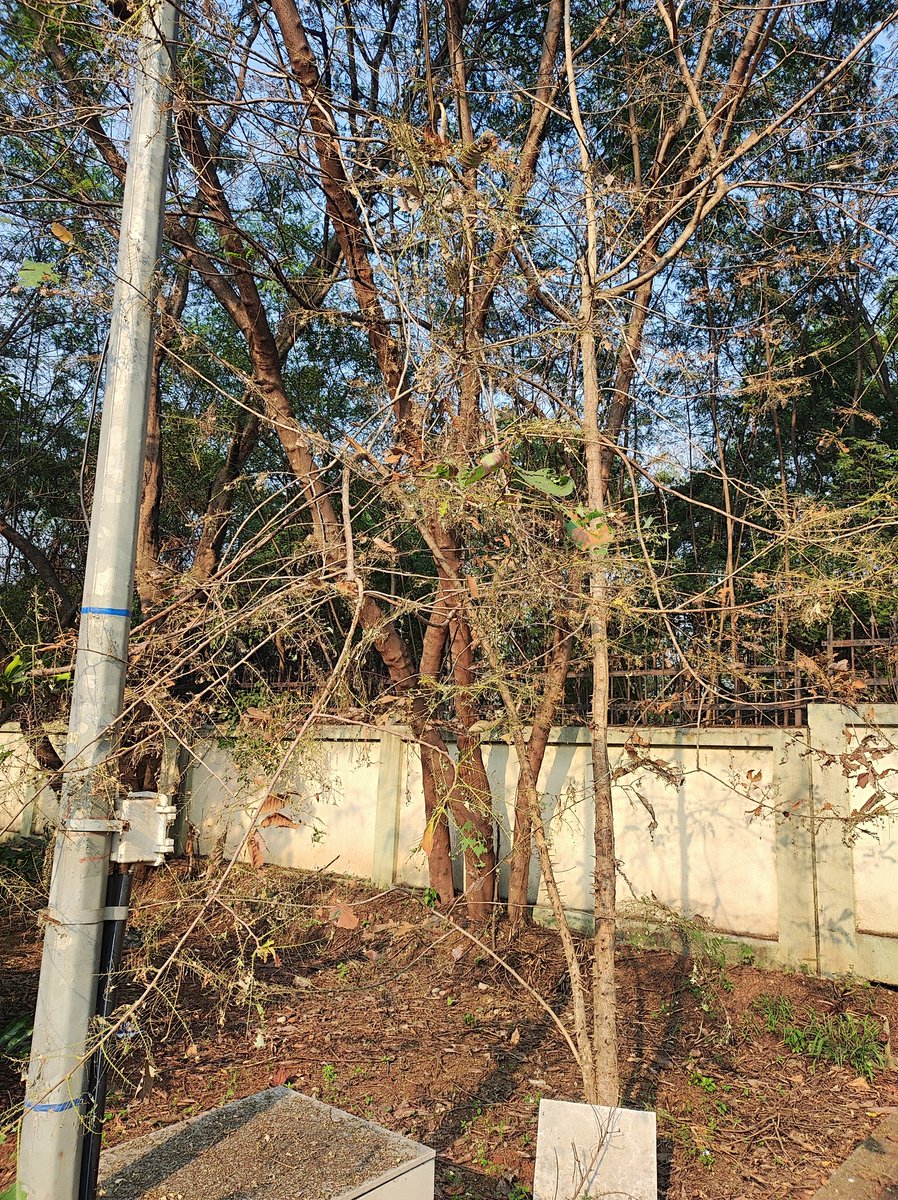 ManishKumar_22's tweet photo. πΏ π³ Nature's drama at IISER Pune: a struggling tree, an American zebra caterpillar swarm β beauty and peril intertwined. π³π¦ #NatureWonder #IISERPune #CaterpillarSwarm #IISERPune #CaterpillarDrama
@ChemEcol_org
@RoyEntSoc
@EntsocAmerica
@AgEntoGoe https://t.co/qtmppgUkzS