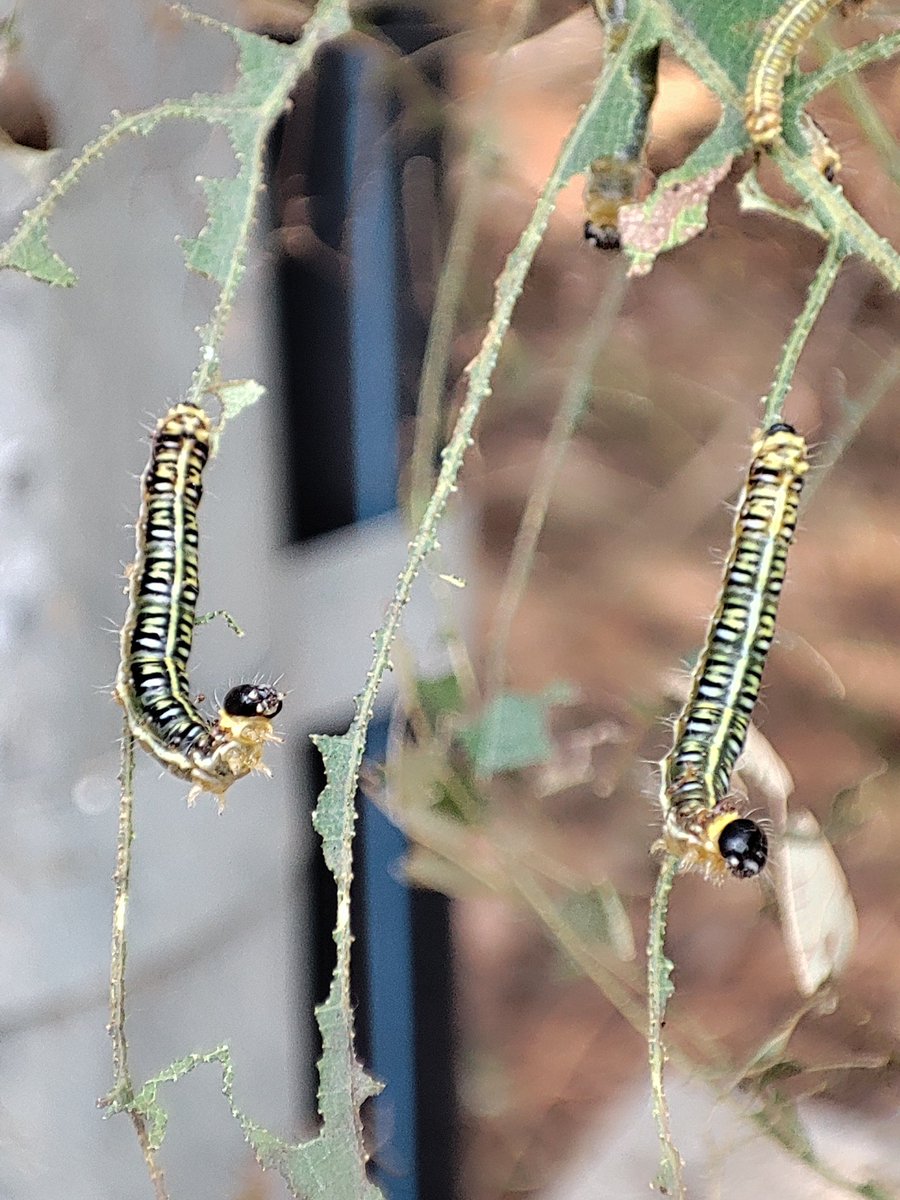 ManishKumar_22's tweet photo. πΏ π³ Nature's drama at IISER Pune: a struggling tree, an American zebra caterpillar swarm β beauty and peril intertwined. π³π¦ #NatureWonder #IISERPune #CaterpillarSwarm #IISERPune #CaterpillarDrama
@ChemEcol_org
@RoyEntSoc
@EntsocAmerica
@AgEntoGoe https://t.co/qtmppgUkzS