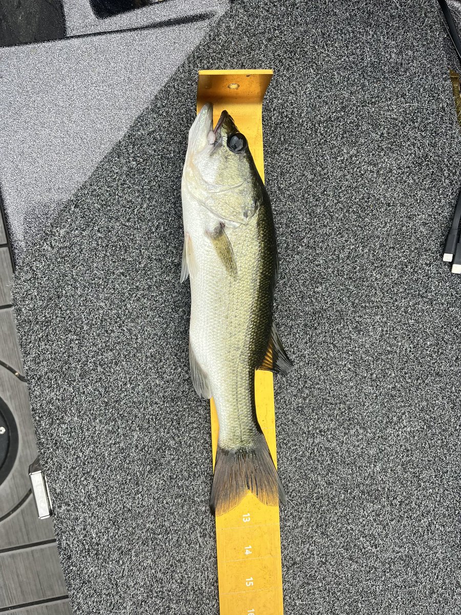 ProSteveKennedy's tweet photo. A solid 9…ounces 🤪 @bass_nation @basscatboats @lowrancefishing @Power_Pole @lithiumpros #feeltherush #harrischain #headscratching It’s fun but not the right ones day one of practice https://t.co/d3Rd5w41He