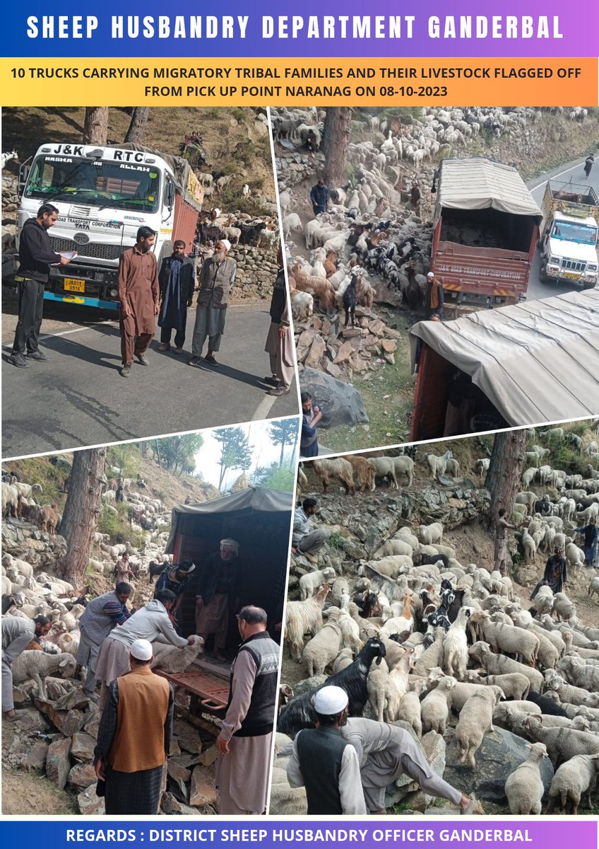 DSHOGanderbal's tweet photo. #Transhumance
Third batch of ten(10) trucks carrying #migratorytribals and their #livestock flagged off from pick up point Naranag to Jammu division today on 08-10-2023 
@dcganderbal
@CentreGanderbal 
@diprjk 
@DirSHDK 
@TranshumanceGbl 
@listenshahid 
@OfficeOfLGJandK https://t.co/SJsZcUNpjw