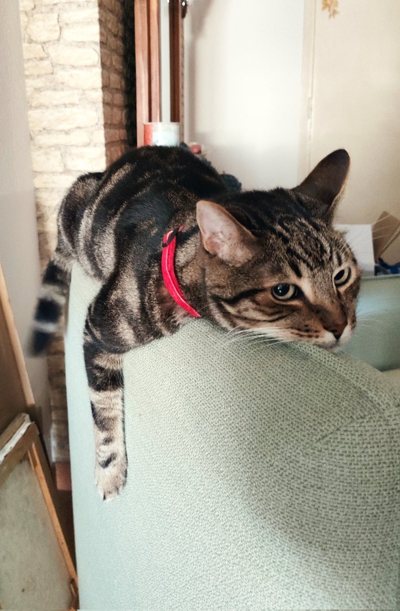 design_lavender's tweet photo. This is Coffee, my 13yo cat 💜 He needs a little help with his vet costs , and I'm really struggling to work this out. So if any of you can donate or even just share it on social media, I'd be forever grateful! Link in Bio &amp; comments  #please #help #RetweeetPlease #HazbinHotel https://t.co/XVUIuA16CJ